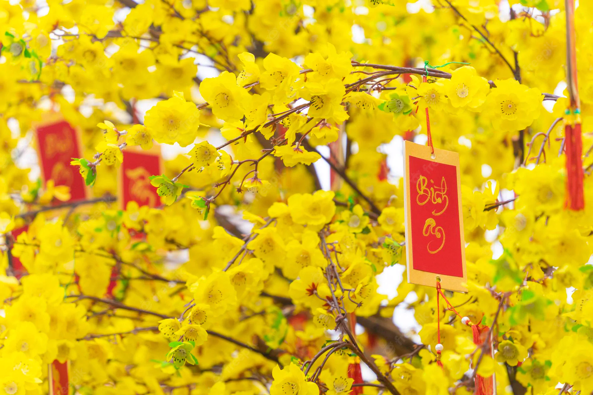 Yellow apricot blossoms: Beyond a New Year symbol in Southern Vietnam