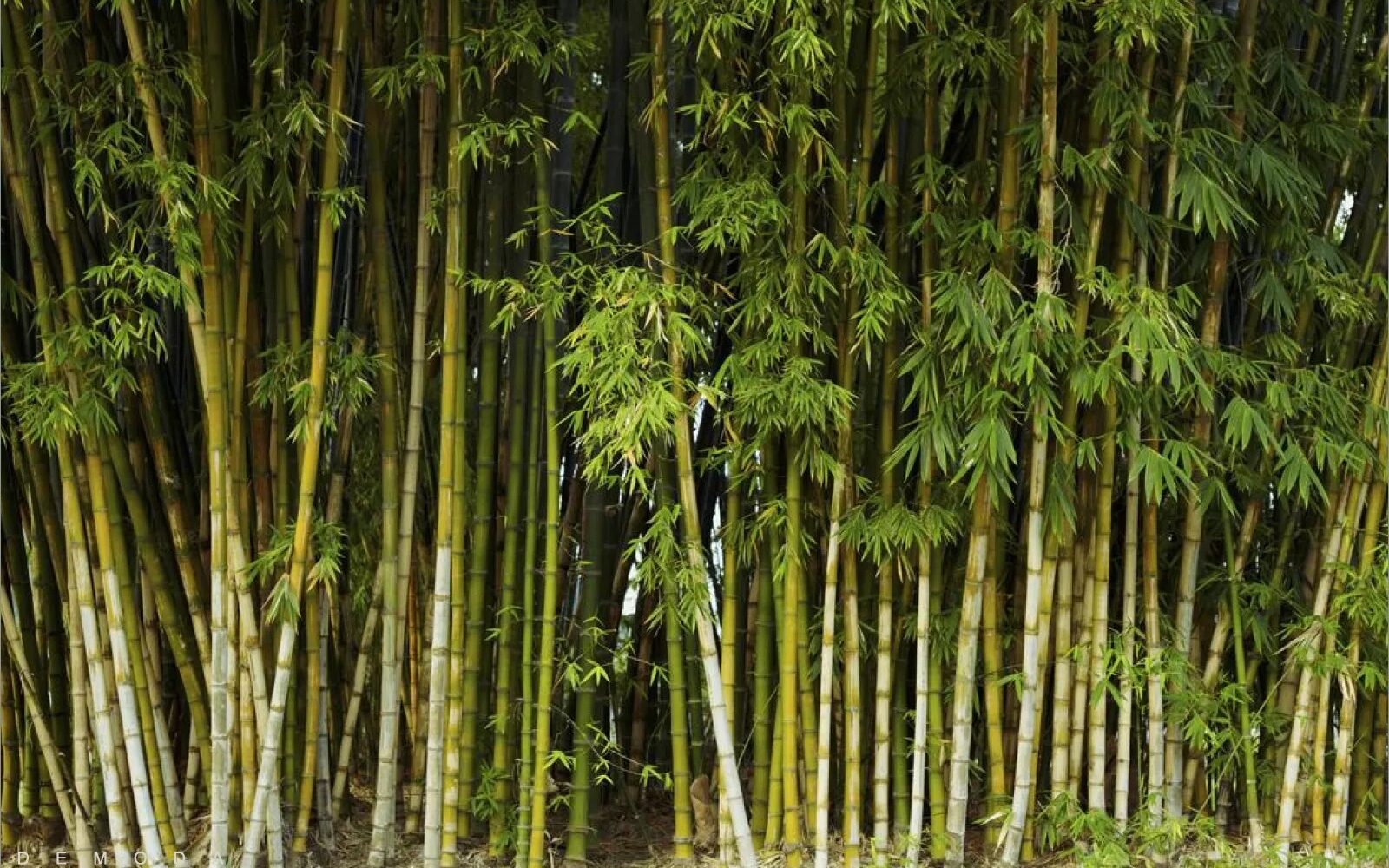 Bamboo Tree in Vietnam