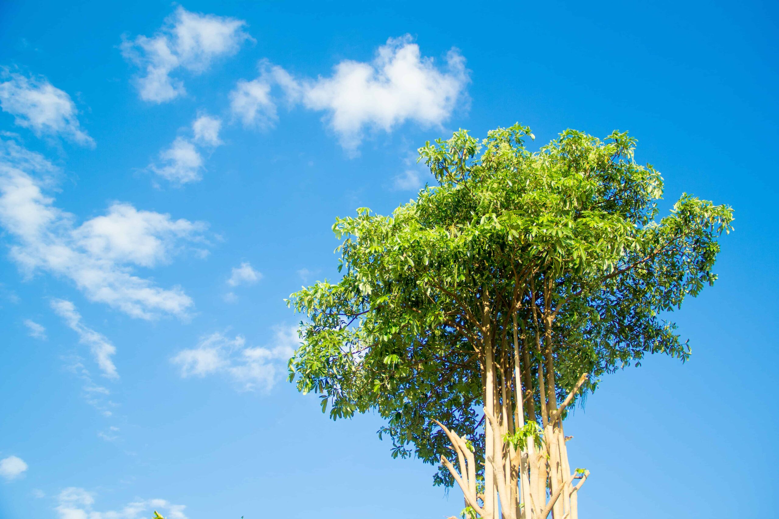 Trees in Vietnam: Awesome trees to know and see in Vietnam