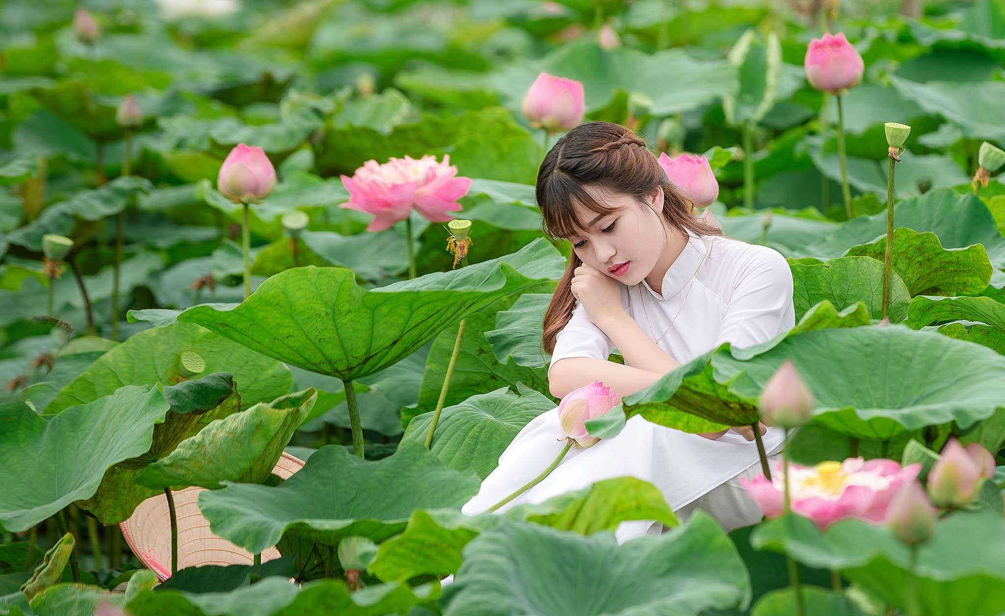 Vietnamese Lotus