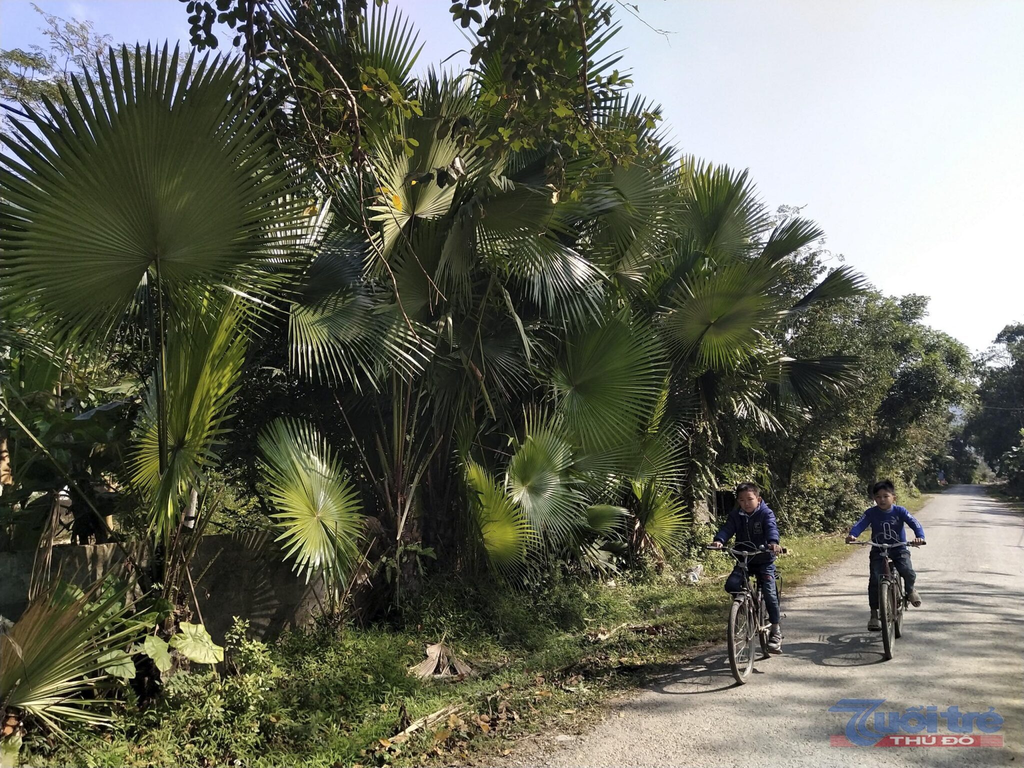 Phu Tho: majestic palm forest